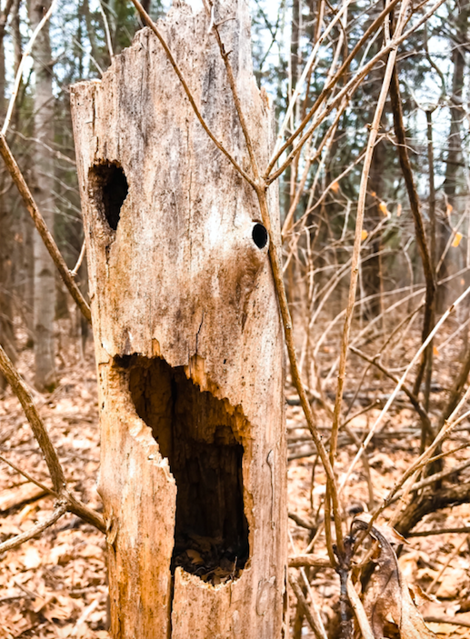 Gnation - Acid rains and their destructive power on the environment ...