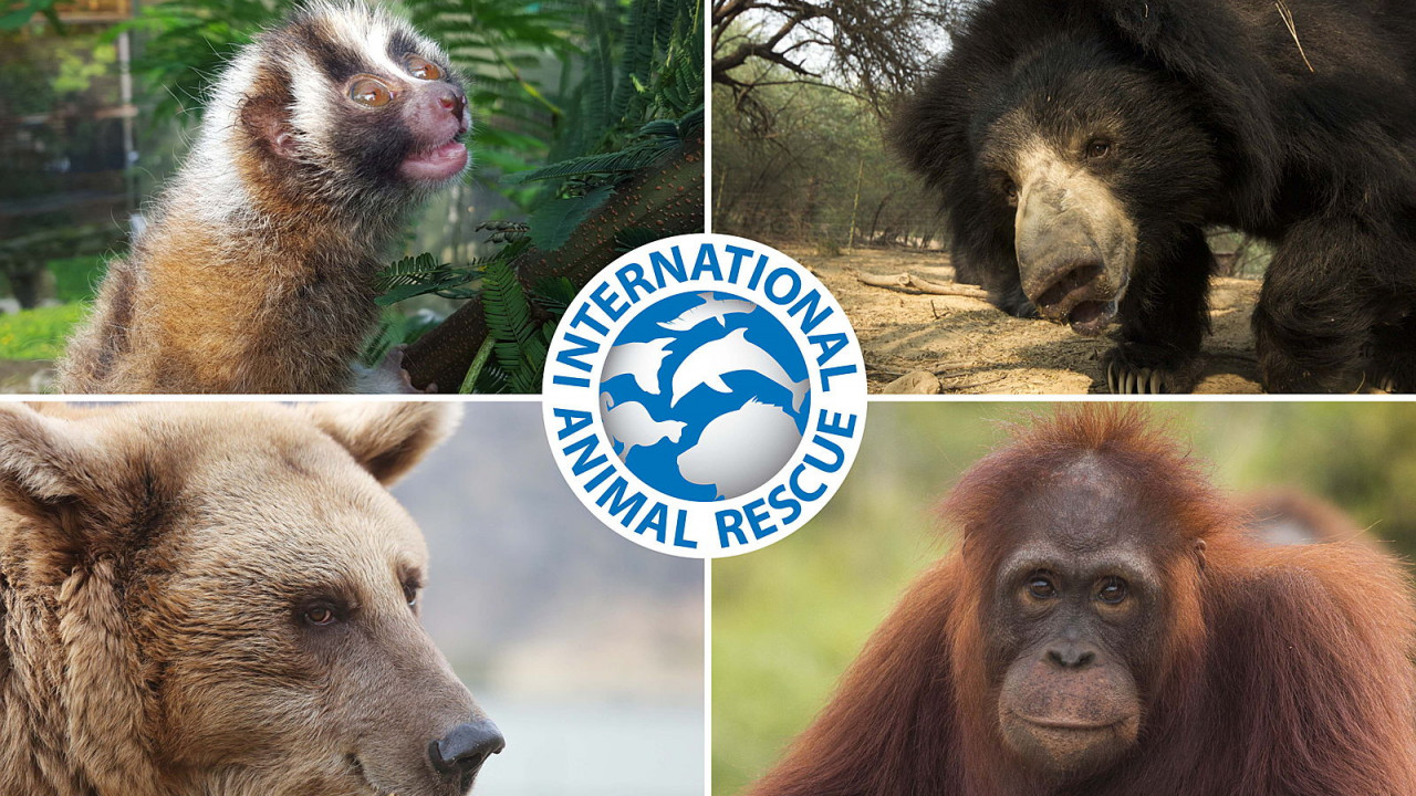 JustGiving of the Year finalists announced