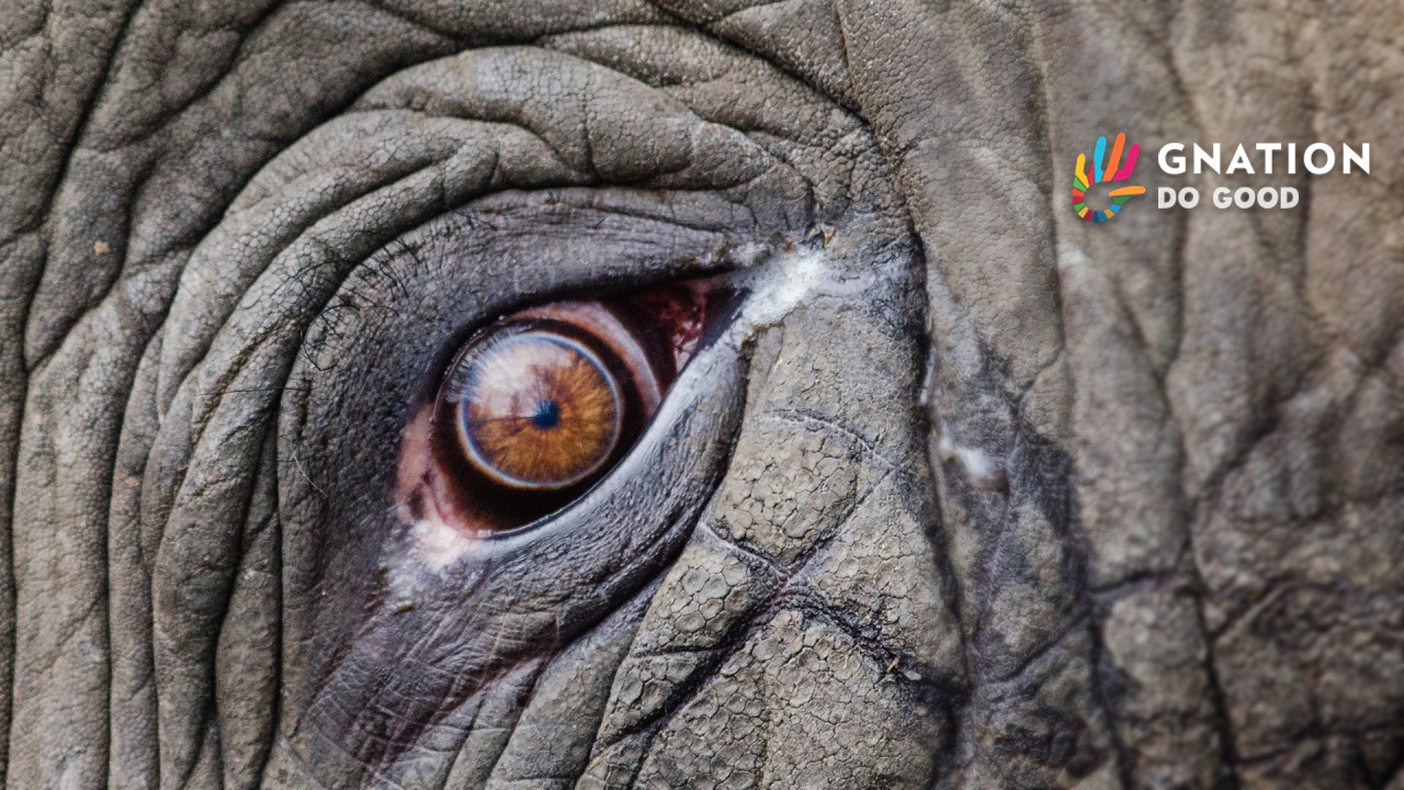 Conservation: Tanzania rhino and elephant numbers going up