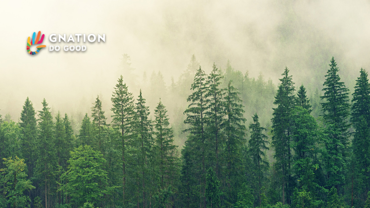 How trees could save the climate