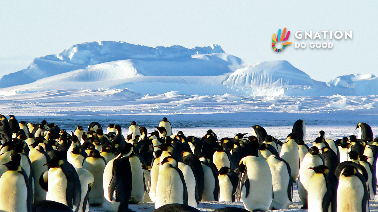 Antarctic Emperor Penguin Colony Faces Collapse