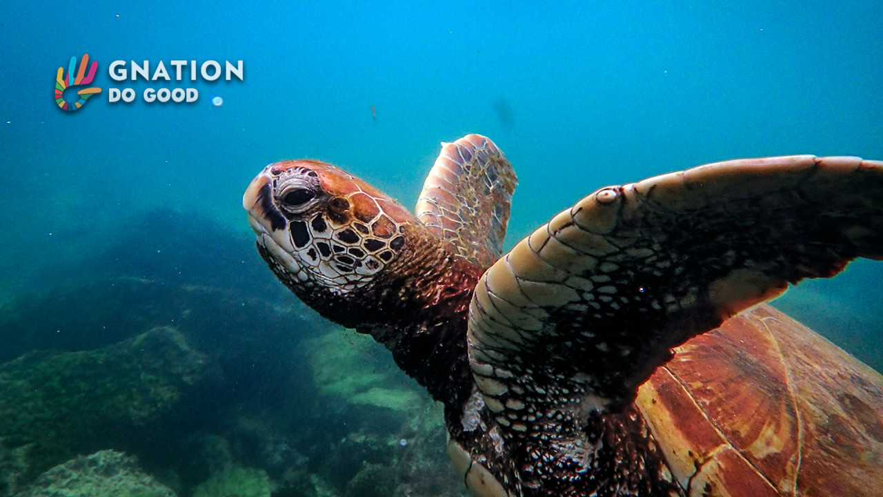 Green turtles eat plastic that looks like their food