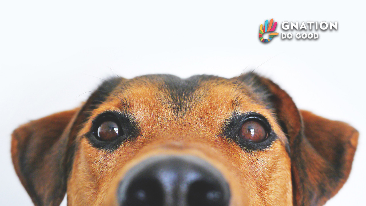 Owning a dog tied to lowering your risk of dying early by 24%, says science