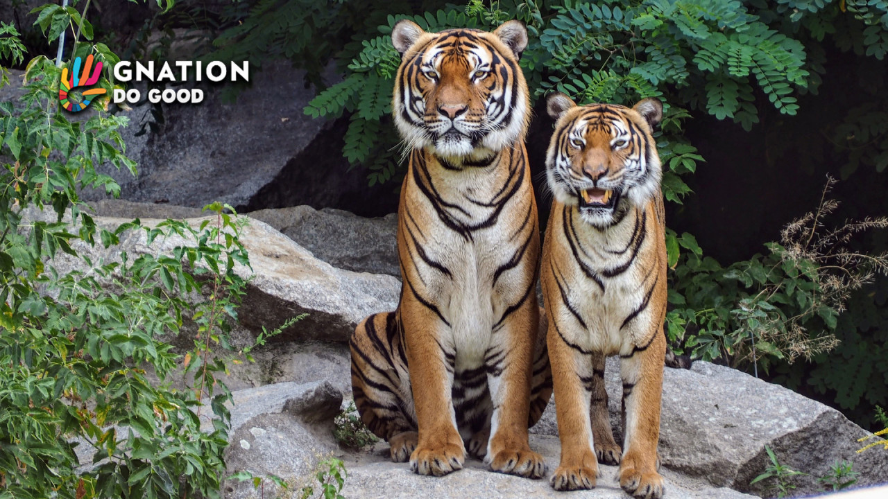 California becomes first US state to ban animal fur products