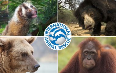 JustGiving of the Year finalists announced
