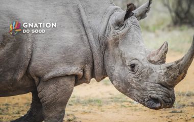 Scientists successfully transfer first test tube rhino embryo
