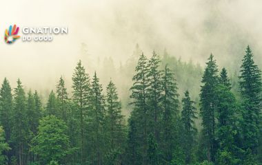 How trees could save the climate